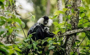 Nyungwe National Park 23