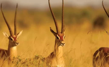 Tsavo West National Park 849