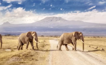 Amboseli National Park 721