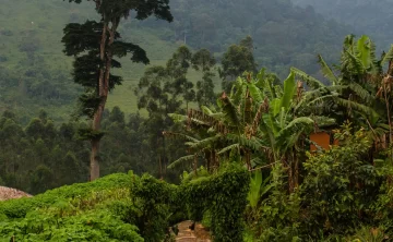 Bwindi Impenetrable Forest 129