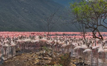 Lake Bogoria National Reserve 453