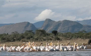 Lake Elementaita 564