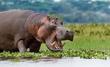 Lake Naivasha 600