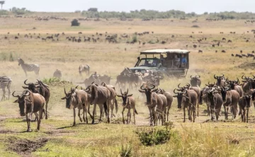 Massai Mara Game Reserve 774