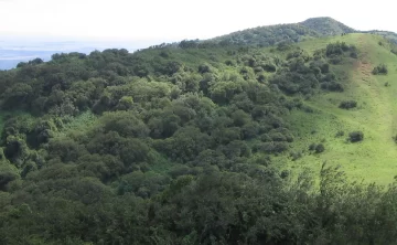 Ngong Forest 471