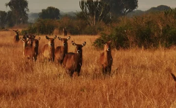 Queen Elizabeth National Park 111