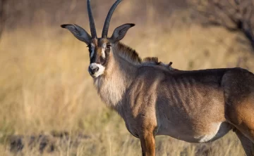 Ruma National Park 434