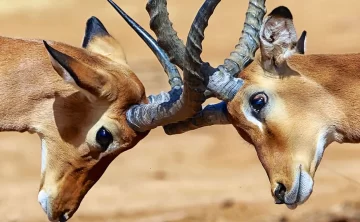 Samburu National Reserve 791