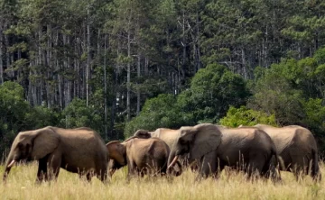 Simba Hills National Reserve 809