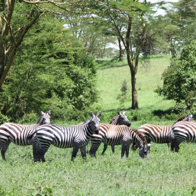 Group & Incentives Safaris