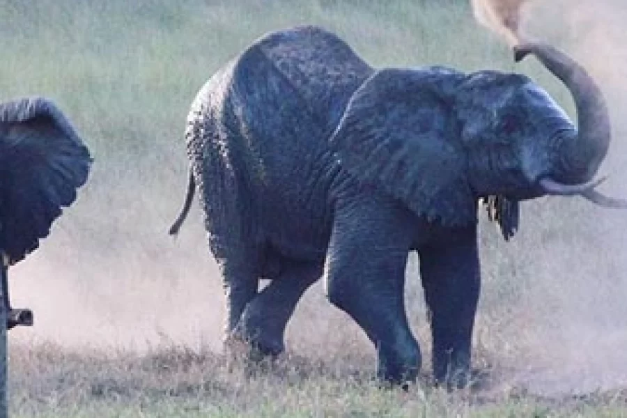 13 Days Tanzania Family Safari