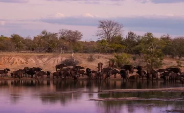 Bufallo Springs Game Reserve 268 Bufallo Springs Game Reserve