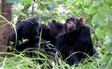 Gombe National Park 81 Gombe National Park