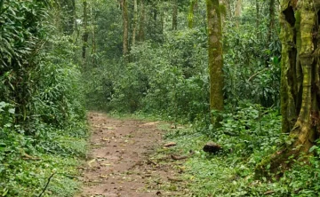 Kakamega Forest 250 kakamega forest