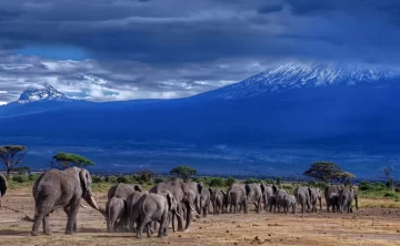 Kilimanjaro National Park 63 kilimanjaro national park