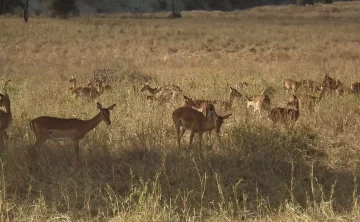Kisumu Impala Santuary 60 Kisumu Impala Santuary