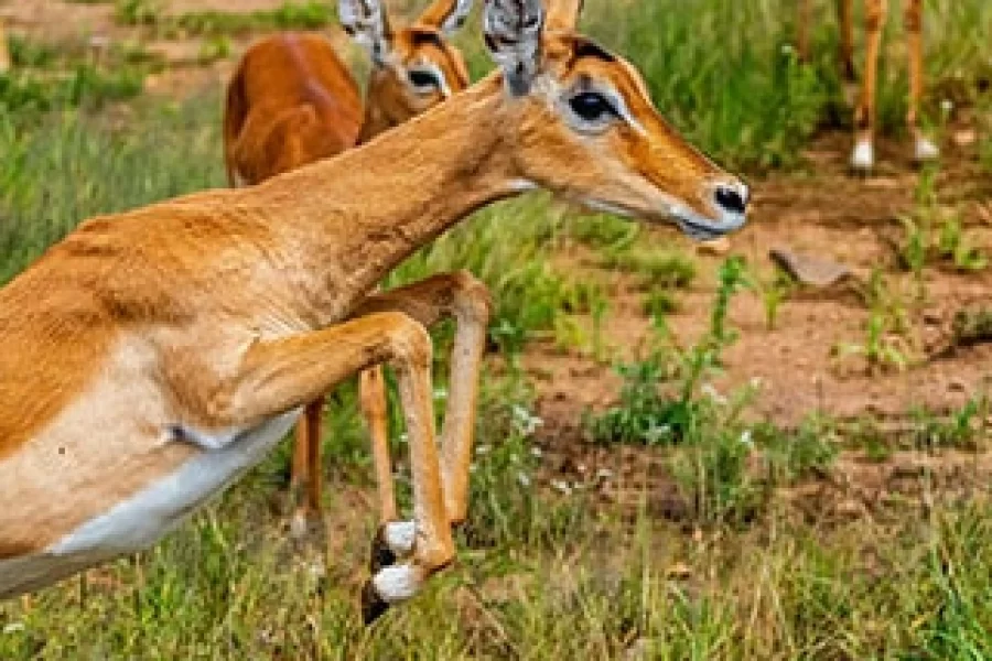 Ndege Tanzania (8 Days)