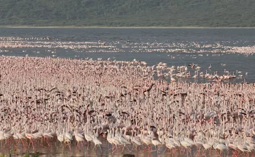 Lake Baringo 193 Lake Baringo