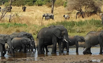 Tarangire National Park 157 Tarangire National Park
